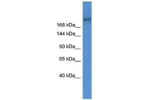 WB Suggested Anti-Abca7 Antibody Titration:  0. (ABCA7 antibody  (Middle Region))