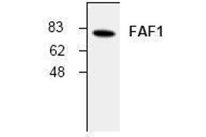Image no. 1 for anti-Fas (TNFRSF6) Associated Factor 1 (FAF1) antibody (ABIN155080) (FAF1 antibody)