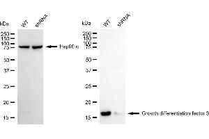 Western blotting analysis using growth differentiation factor 3 antibody (ABIN7798806). (Recombinant GDF3 antibody)