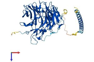 Coronin 6 (CORO6) (AA 1-471) protein (His tag)