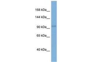 Image no. 1 for anti-Eukaryotic Translation Initiation Factor 2C, 1 (EIF2C1) (N-Term) antibody (ABIN6741837) (AGO1 antibody  (N-Term))