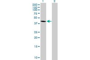 Western Blot analysis of WDR51A expression in transfected 293T cell line by WDR51A MaxPab polyclonal antibody. (POC1A antibody  (AA 1-364))