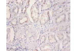 NDUFA2 antibody  (AA 4-99)