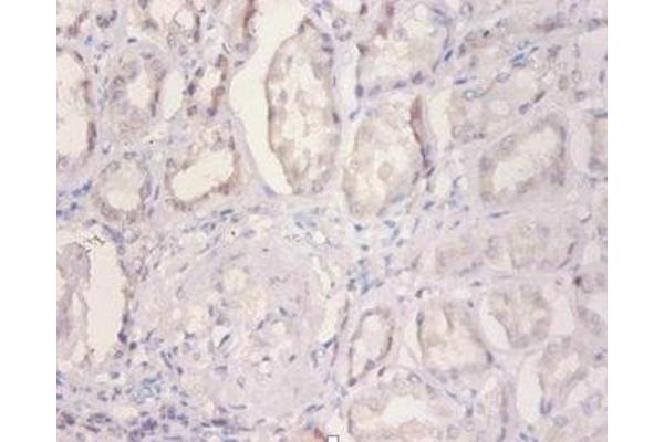 NDUFA2 antibody  (AA 4-99)