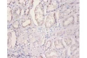 Immunohistochemistry of paraffin-embedded human kidney tissue using ABIN7160893 at dilution of 1:100 (NDUFA2 antibody  (AA 4-99))