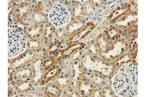 Immunohistochemical staining of rabbit kidney using anti-syntaxin antibody ABIN7072248 Formalin fixed rabbit kidney slices were were stained with ABIN7072248 at 3 μg/mL. (Recombinant Syntaxin antibody)