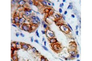 IHC-P analysis of Stomach tissue, with DAB staining. (Connexin 31 antibody  (AA 7-102))