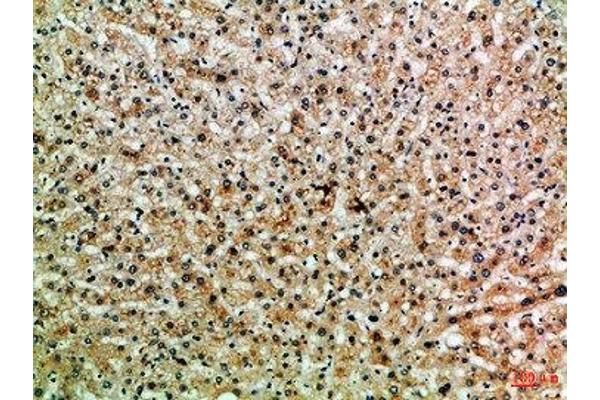PPP1R13B antibody  (AA 630-680)