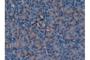 Detection of CBG in Mouse Kidney Tissue using Polyclonal Antibody to Corticosteroid Binding Globulin (CBG) (SERPINA6 antibody  (AA 57-256))