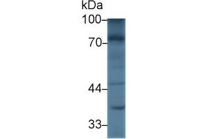 Western Blot; Sample: Mouse Liver lysate; Primary Ab: 3µg/ml Rabbit Anti-Mouse NEXN Antibody Second Ab: 0.