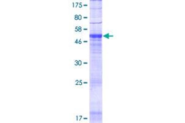 POPDC3 Protein (AA 1-291) (GST tag)