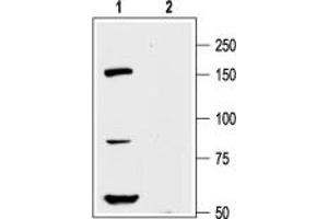 Western blot analysis of rat cortex lysate: - 1. (KCNH8 antibody  (Intracellular, N-Term))