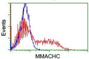 Image no. 1 for anti-Methylmalonic Aciduria (Cobalamin Deficiency) CblC Type, with Homocystinuria (MMACHC) antibody (ABIN1499514) (MMACHC antibody)