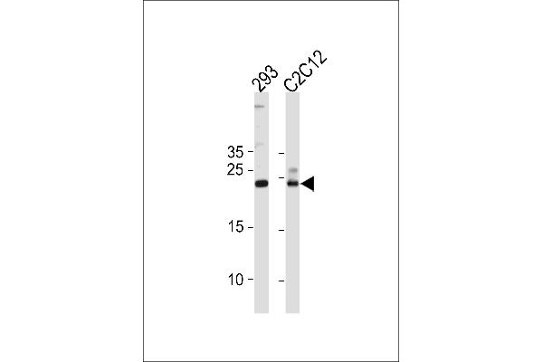 UBE2K Antikörper  (AA 109-139)