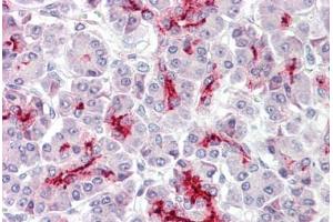 Anti-CDX2 antibody IHC staining of human pancreas.