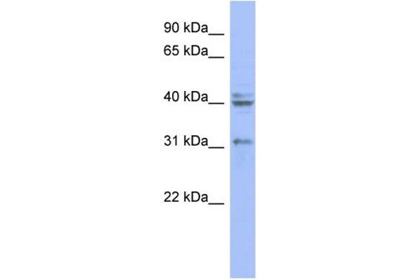PABPN1 Antikörper  (N-Term)