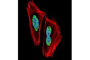 Fluorescent confocal image of  cell stained with RBPJ Antibody (N-term) (ABIN1538823 and ABIN2849020). (RBPJ antibody  (N-Term))