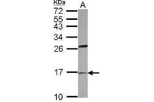 WB Image Sample (30 ug of whole cell lysate) A: HeLa 15% SDS PAGE antibody diluted at 1:500
