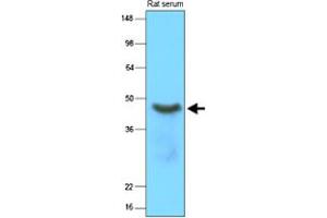 Western blot analysis of rat serum (15 ug) was resolved by SDS - PAGE, transferred to NC membrane and probed with SERPINA12 monoclonal antibody, clone 1C4 (1 : 2000)  . (SERPINA12 antibody  (AA 21-414))