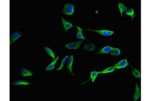 Immunofluorescent analysis of Hela cells using ABIN7151432 at dilution of 1:100 and Alexa Fluor 488-congugated AffiniPure Goat Anti-Rabbit IgG(H+L) (FBLN3 antibody  (AA 27-184))