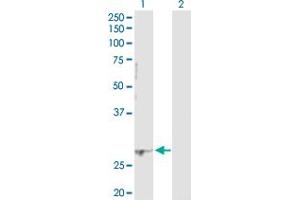 Western Blot analysis of PCGF1 expression in transfected 293T cell line by PCGF1 MaxPab polyclonal antibody. (PCGF1 antibody  (AA 1-247))