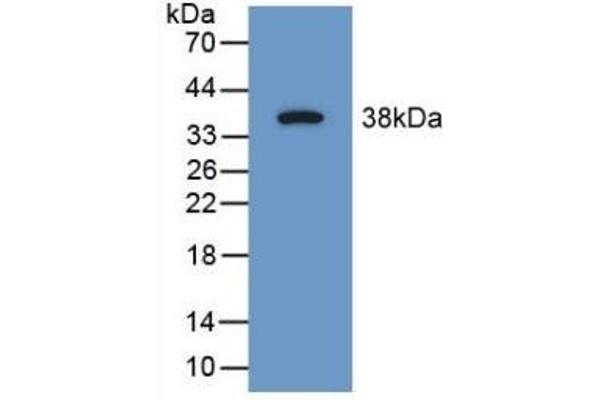 SYN1 抗体  (AA 113-420)