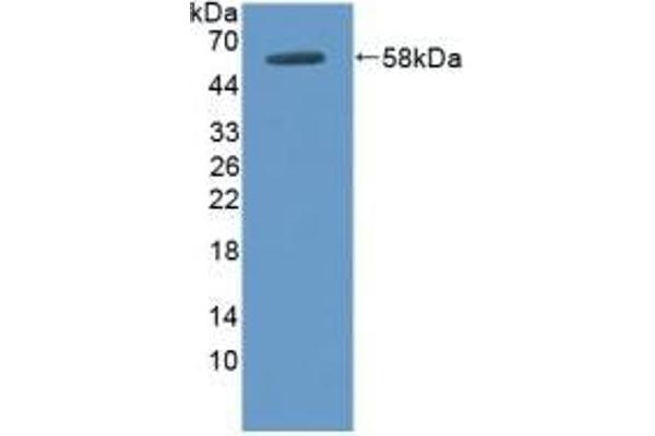 DOK3 anticorps  (AA 128-385)