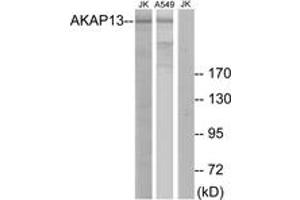 Western blot analysis of extracts from Jurkat/A549 cells, using AKAP13 Antibody.