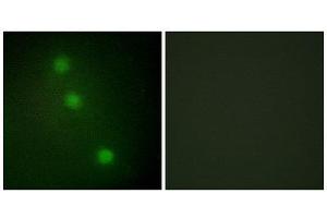 Immunofluorescence (IF) image for anti-Activating Transcription Factor 1 (AFT1) (C-Term) antibody (ABIN1849219) (AFT1 antibody  (C-Term))