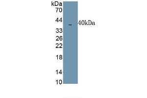 Detection of Recombinant MIP1b, Simian using Polyclonal Antibody to Macrophage Inflammatory Protein 1 Beta (MIP1b) (CCL4 antibody  (AA 1-92))