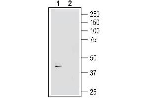 Western blot analysis of human SH-SY5Y neuroblastoma cell line lysate:1.