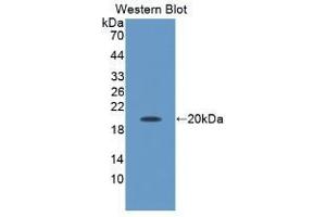 Detection of Recombinant APOM, Pig using Polyclonal Antibody to Apolipoprotein M (APOM) (Apolipoprotein M antibody  (AA 21-188))
