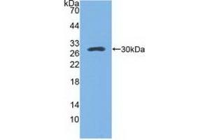 Detection of Recombinant SPA, Mouse using Polyclonal Antibody to Pulmonary Surfactant Associated Protein A1 (SFTPA1) (Surfactant Protein A1 antibody  (AA 21-248))