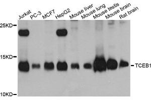Western blot analysis of extracts of various cell lines, using TCEB1 antibody.