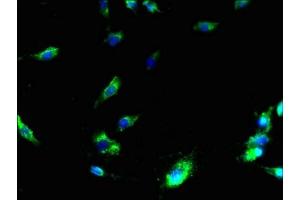 Immunofluorescent analysis of U251 cells using ABIN7159383 at dilution of 1:100 and Alexa Fluor 488-congugated AffiniPure Goat Anti-Rabbit IgG(H+L) (MS4A3 antibody  (AA 1-49))