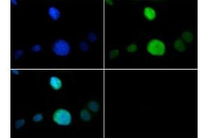 Immunofluorescence of Rabbit Anti-Histone H3 [p Thr6, Monomethyl Lys9] Antibody. (Histone 3 antibody  (H3K9me, pThr6))