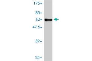 Western Blot detection against Immunogen (62. (GLRX3 antibody  (AA 1-335))