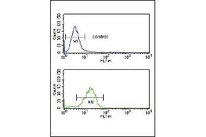 AGER Antibody (N-term) (ABIN651054 and ABIN2840050) flow cytometric analysis of  cells (bottom histogram) compared to a negative control cell (top histogram). (RAGE antibody  (N-Term))
