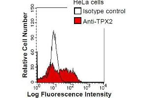 HeLa cells were fixed in 2% paraformaldehyde/PBS and then permeabilized in 90% methanol. (TPX2 antibody)