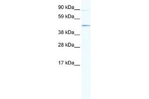 WB Suggested Anti-SITPEC Antibody Titration:  1. (ECSIT antibody  (Middle Region))