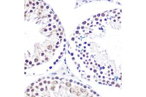 Immunohistochemistry of paraffin-embedded mouse testis using NELFE Rabbit pAb (ABIN6127278, ABIN6144526, ABIN6144528 and ABIN6220173) at dilution of 1:100 (40x lens). (RDBP antibody  (AA 1-280))