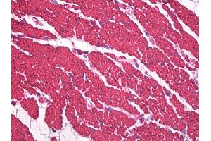 Anti-Muscle Actin antibody IHC staining of human colon, smooth muscle.