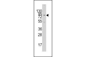 Western blot analysis of anti-GCN5 Antibody (N-term) (ABIN387930 and ABIN2837853) in 293 cell line lysates (35 μg/lane). (KAT2A antibody  (N-Term))