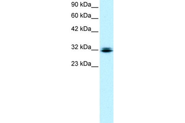 RAX Antikörper  (N-Term)