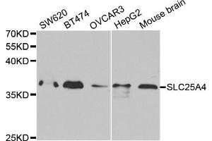 Western blot analysis of extracts of various cell lines, using SLC25A4 antibody. (SLC25A4 antibody  (AA 40-298))