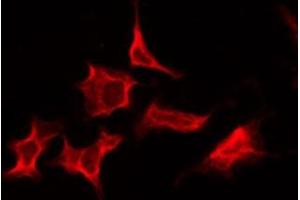 ABIN6276212 staining Hela by IF/ICC. (RXFP2 antibody  (N-Term))