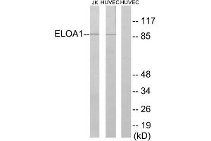 Western blot analysis of extracts from Jurkat cells and HUVEC cells, using ELOA1 antibody. (TCEB3 antibody  (Internal Region))