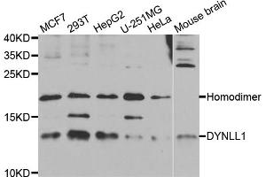 Western blot analysis of extracts of various cell lines, using DYNLL1 antibody (ABIN5973368) at 1/1000 dilution. (DYNLL1 antibody)