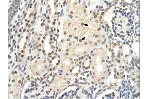 PUF60 antibody was used for immunohistochemistry at a concentration of 4-8 ug/ml.