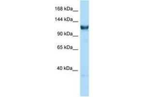 Image no. 1 for anti-General Transcription Factor IIIC, Polypeptide 3, 102kDa (GTF3C3) (C-Term) antibody (ABIN6748030) (GTF3C3 antibody  (C-Term))